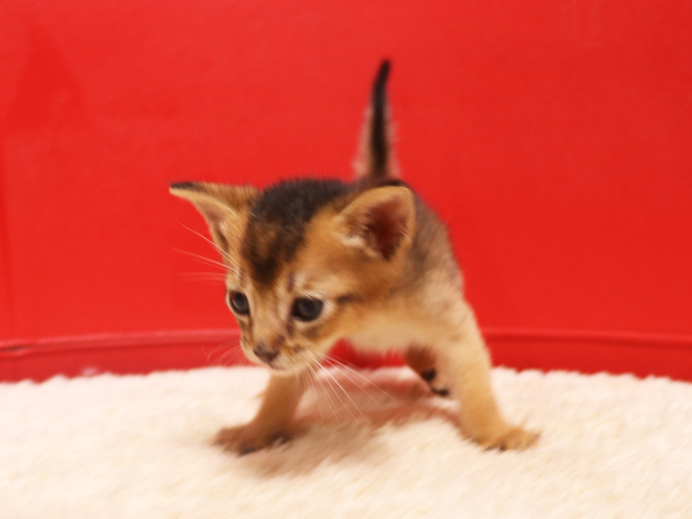 アビシニアンの子猫画像
