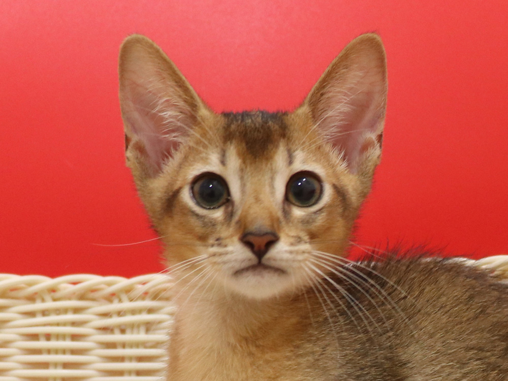 アビシニアンの子猫画像