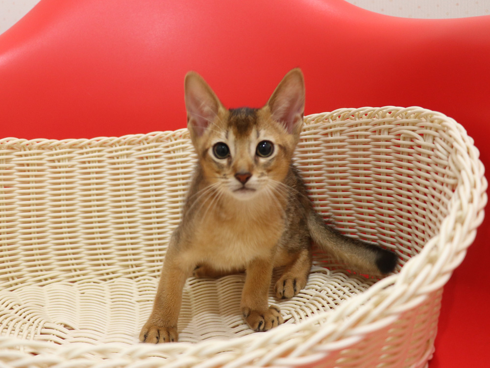アビシニアンの子猫画像