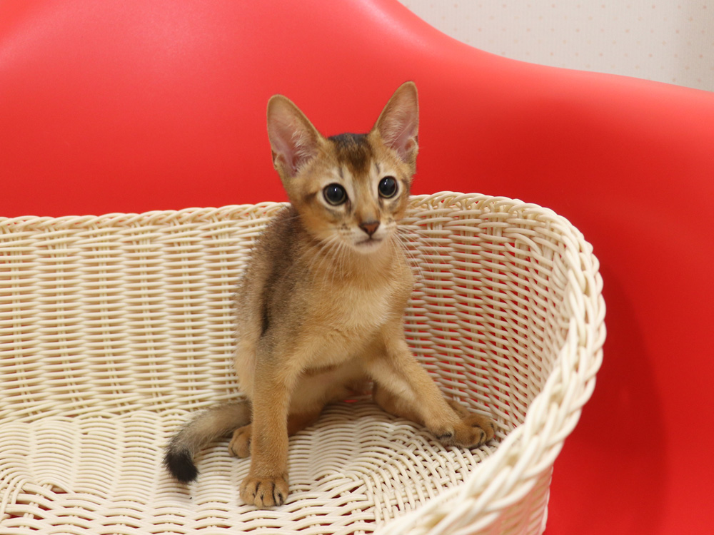 アビシニアンの子猫画像