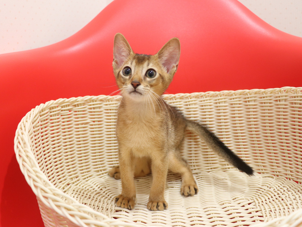 アビシニアンの子猫画像