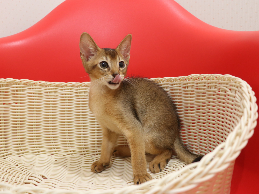 アビシニアンの子猫画像