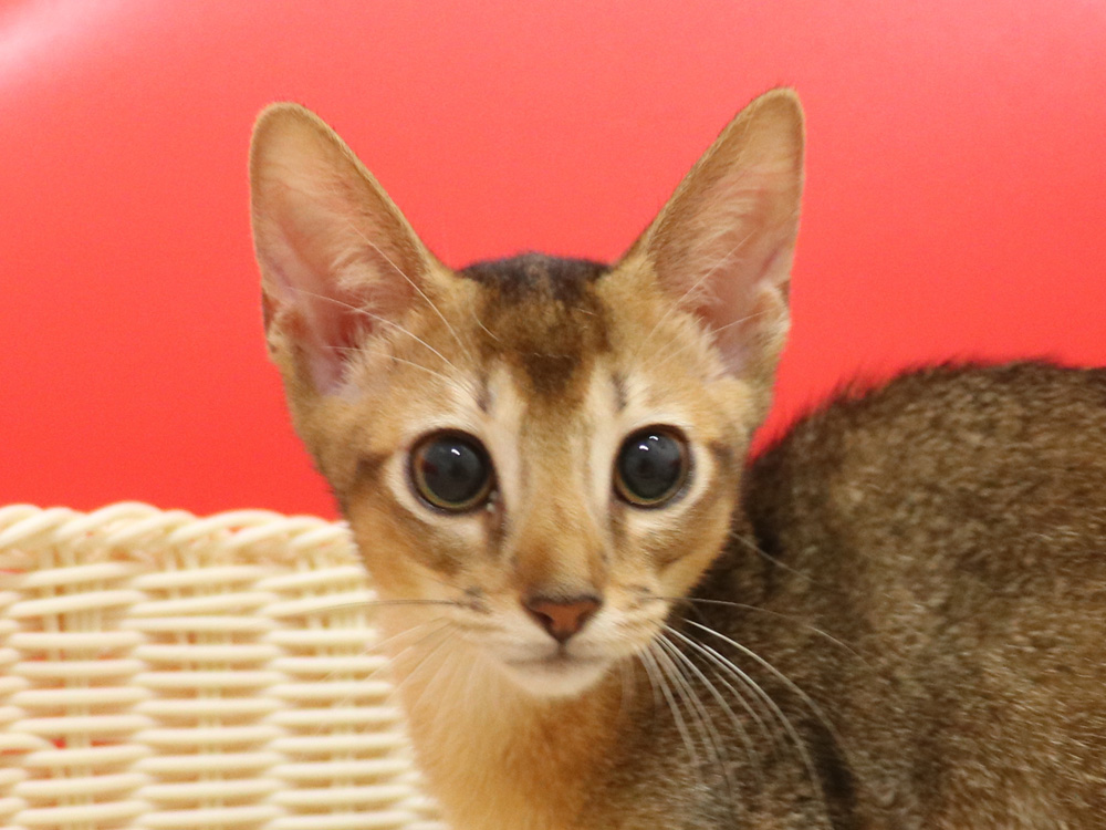 アビシニアンの子猫画像