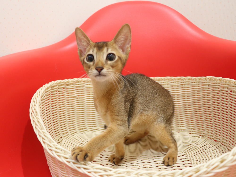 アビシニアンの子猫画像