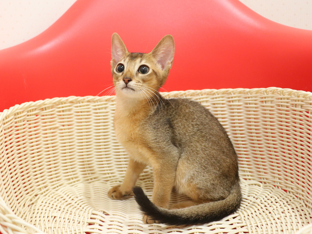 アビシニアンの子猫画像