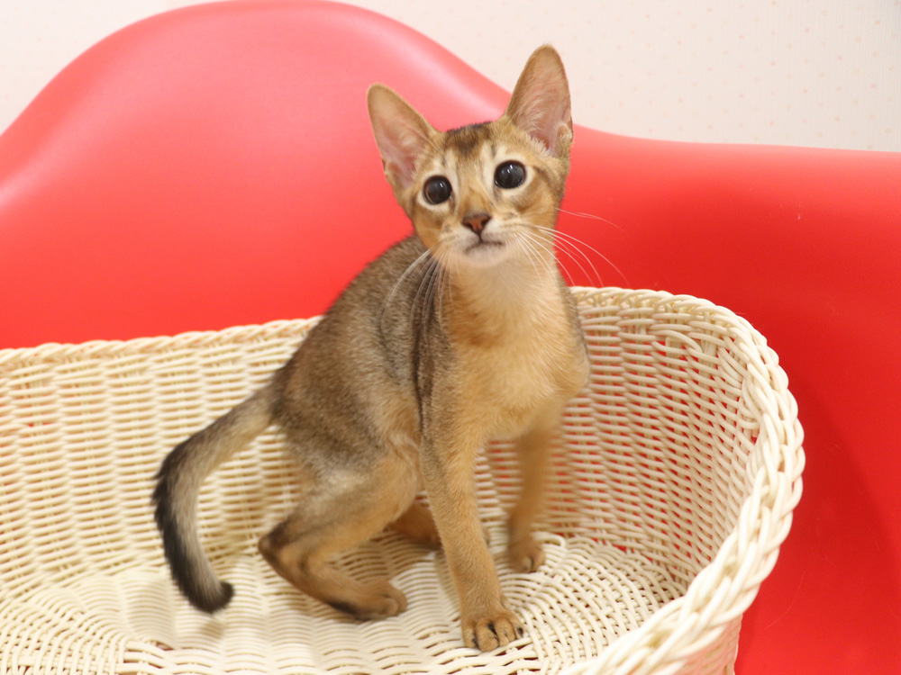 アビシニアンの子猫画像