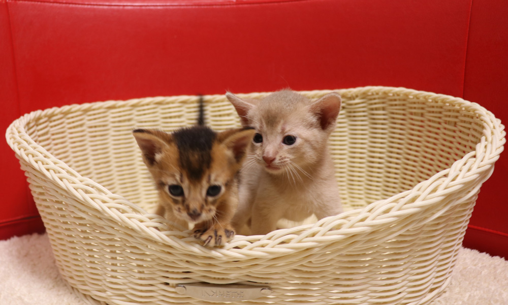 アビシニアンの子猫画像