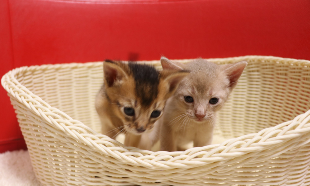 アビシニアンの子猫画像