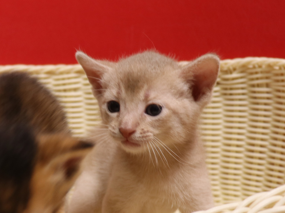 アビシニアンの子猫画像