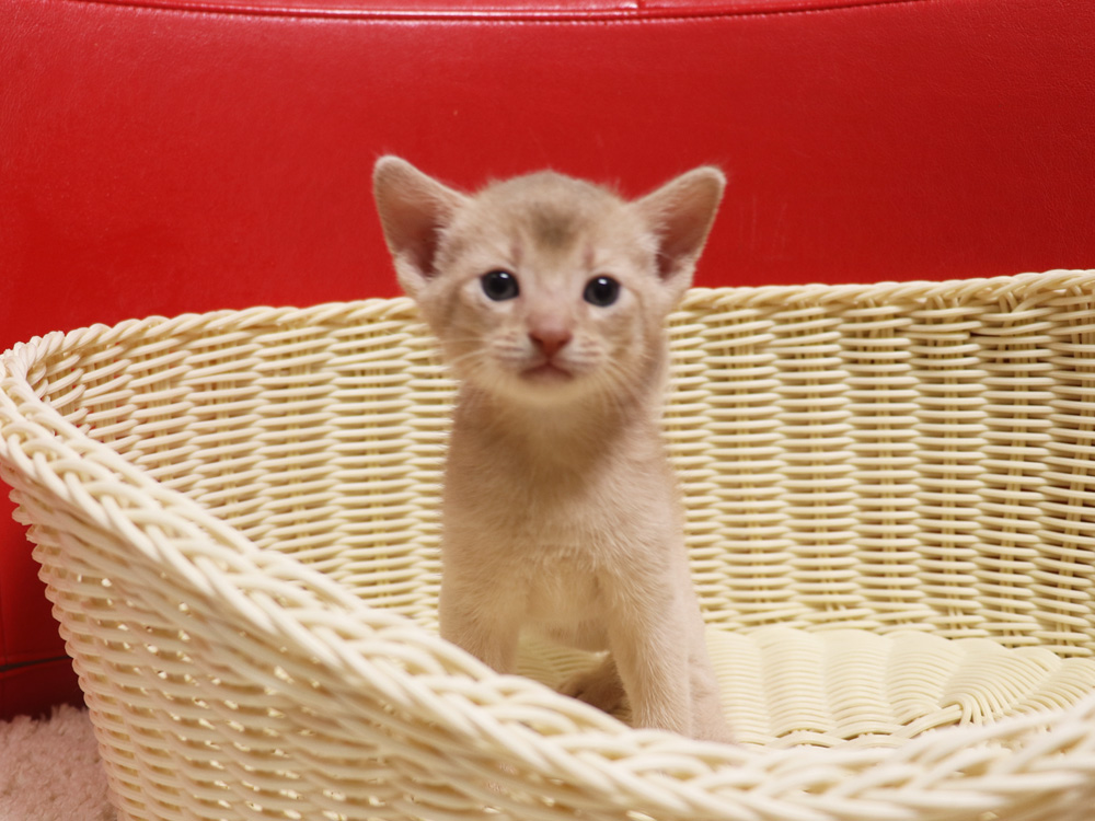 アビシニアンの子猫画像