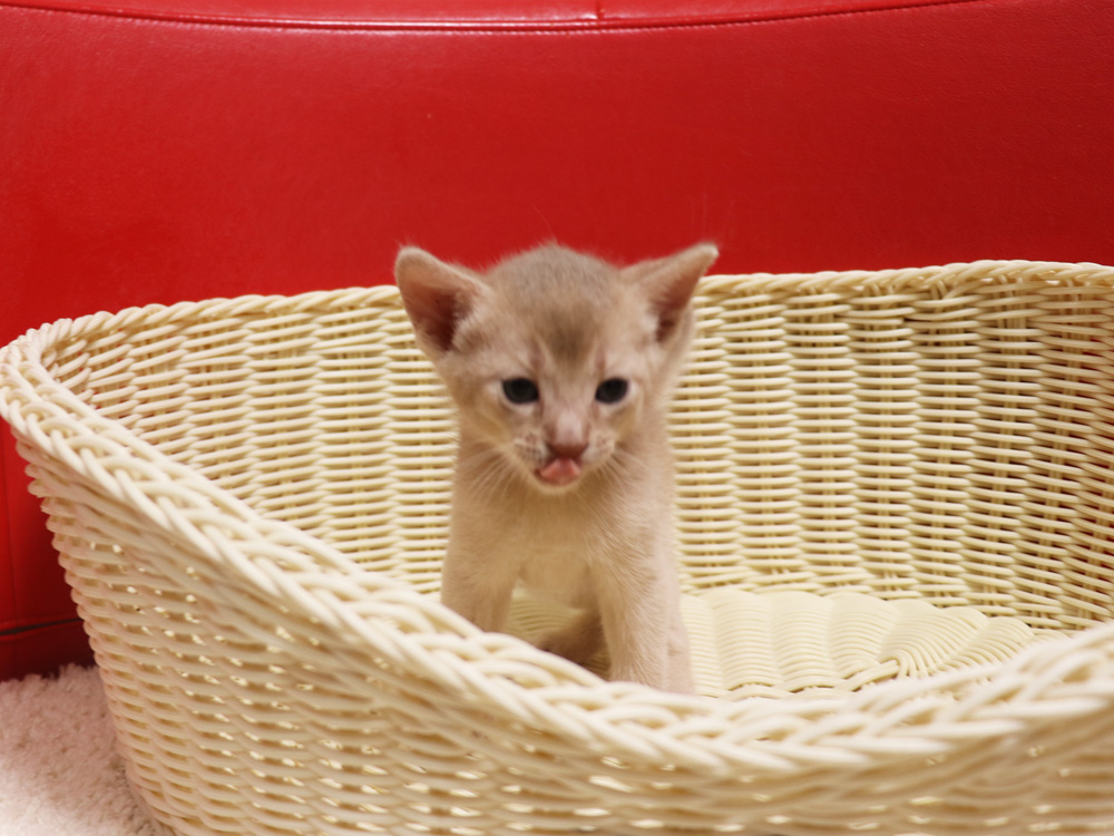 アビシニアンの子猫画像