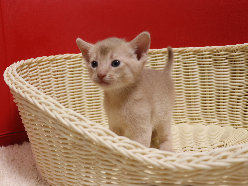 アビシニアンの子猫画像