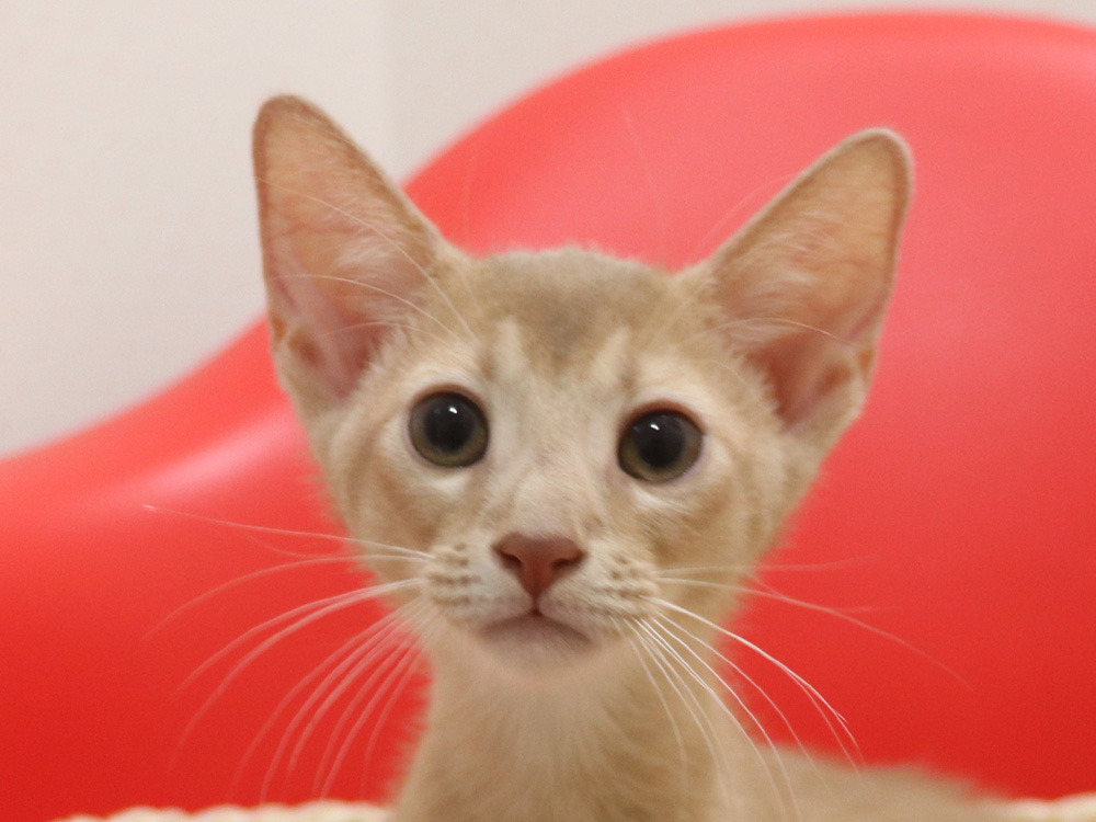 アビシニアンの子猫画像