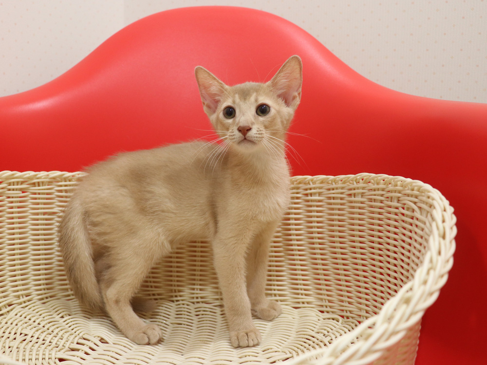 アビシニアンの子猫画像