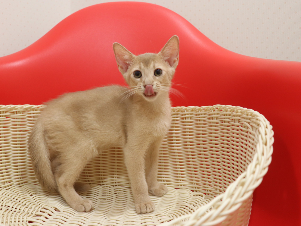 アビシニアンの子猫画像