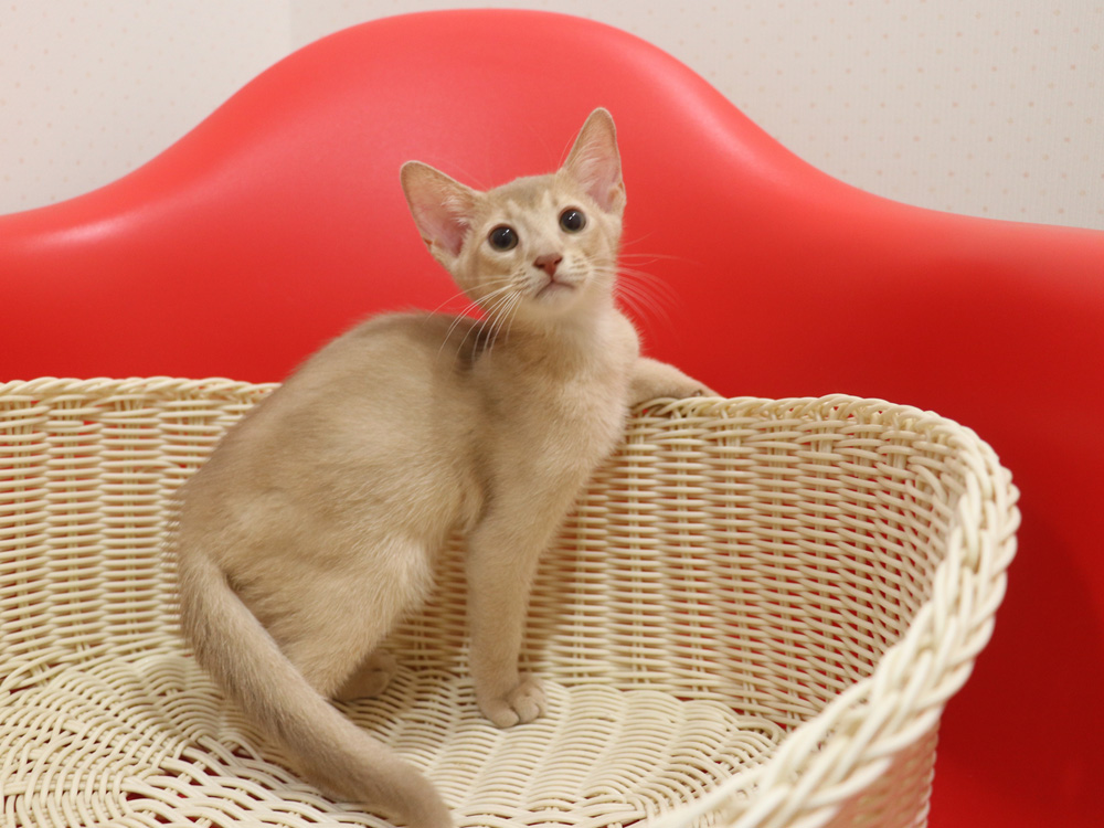 アビシニアンの子猫画像