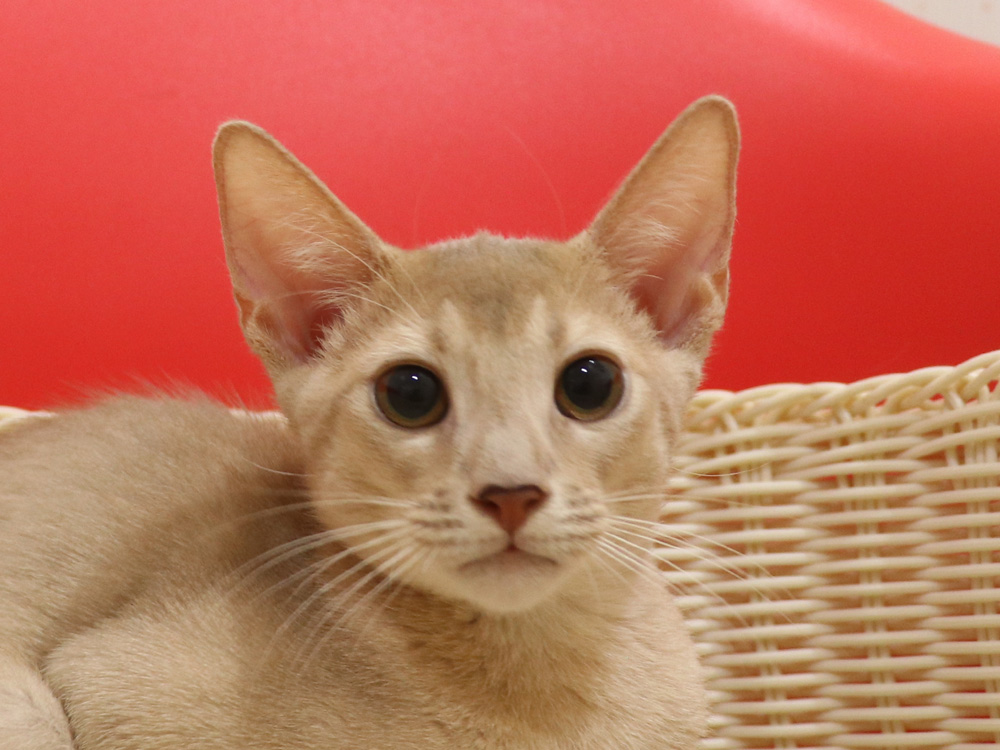 アビシニアンの子猫画像