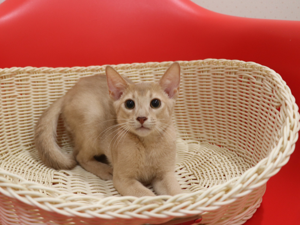 アビシニアンの子猫画像