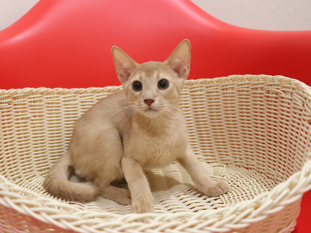 アビシニアンの子猫画像