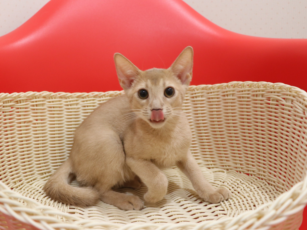 アビシニアンの子猫画像