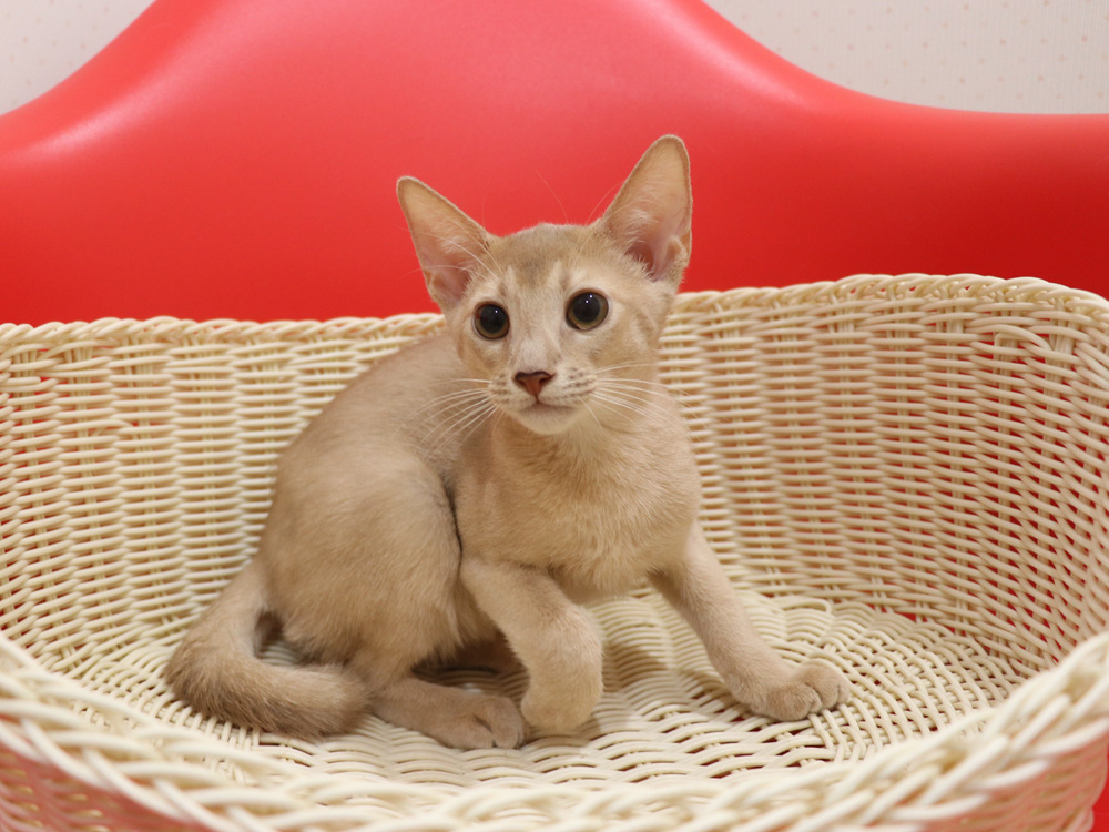 アビシニアンの子猫画像