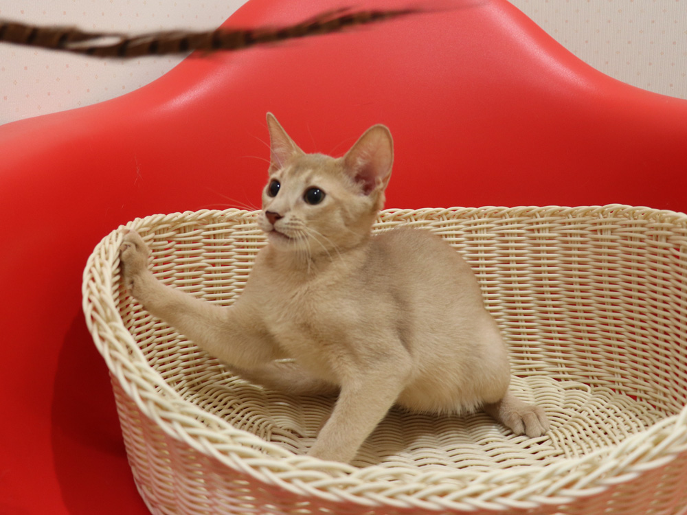 アビシニアンの子猫画像