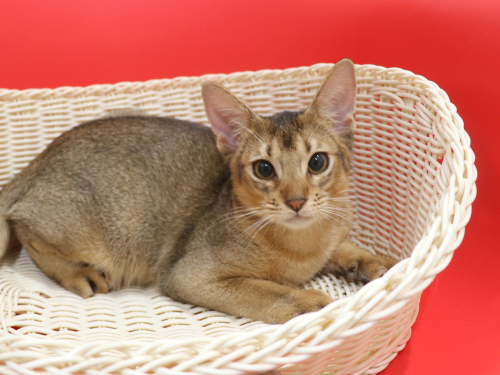 アビシニアンの子猫画像