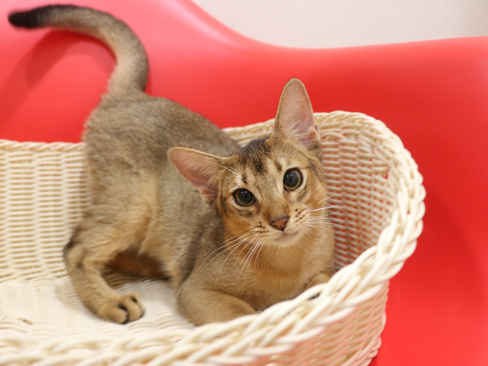 アビシニアンの子猫画像
