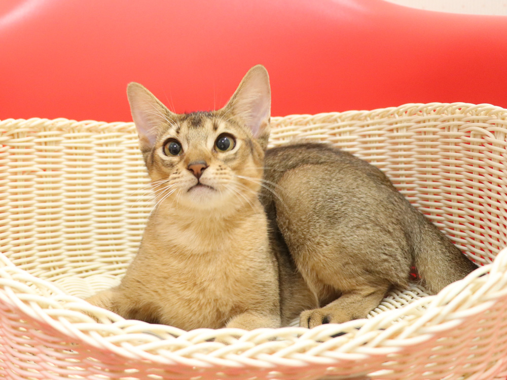アビシニアンの子猫画像