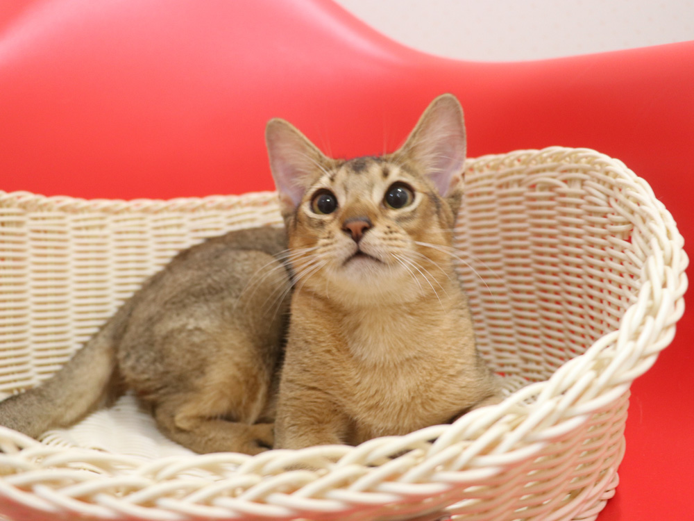 アビシニアンの子猫画像