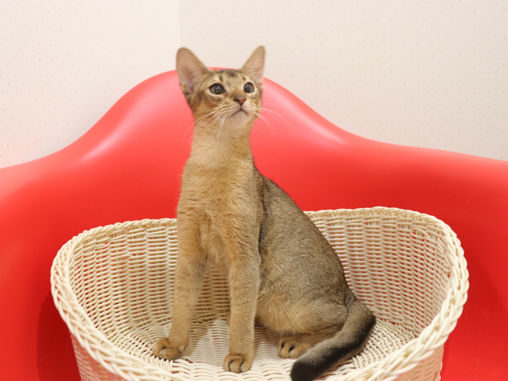 アビシニアンの子猫画像