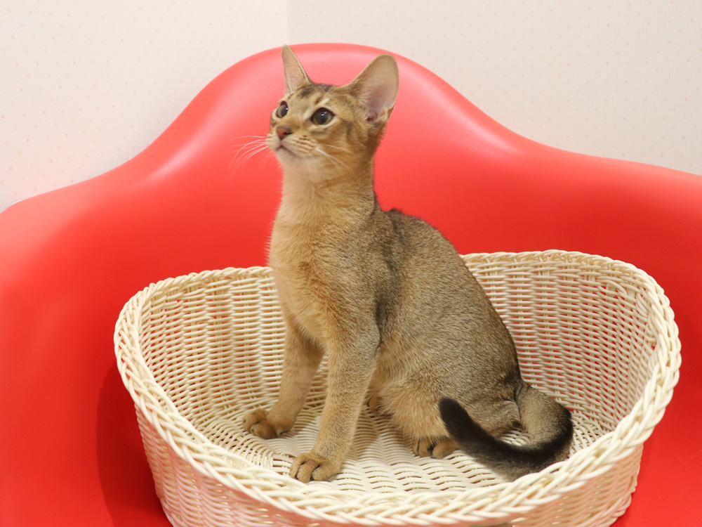アビシニアンの子猫画像