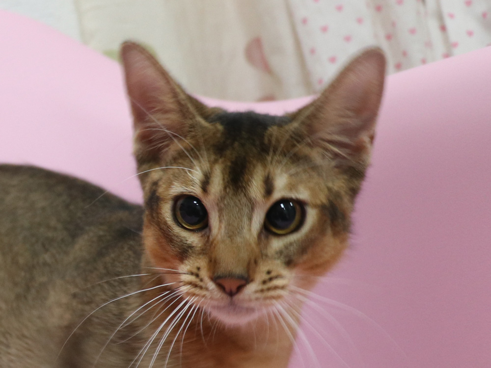 アビシニアンの子猫画像