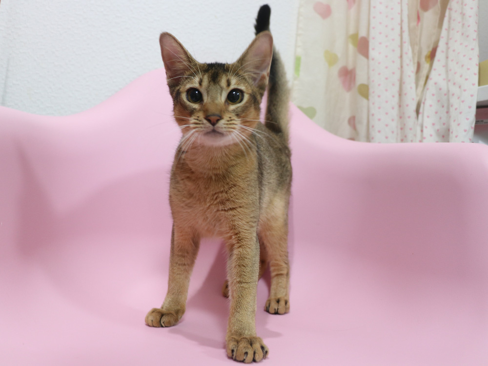 アビシニアンの子猫画像