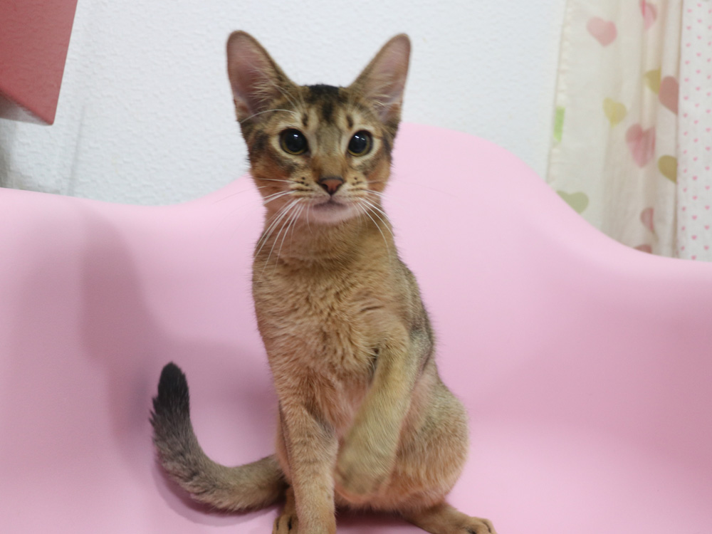 アビシニアンの子猫画像
