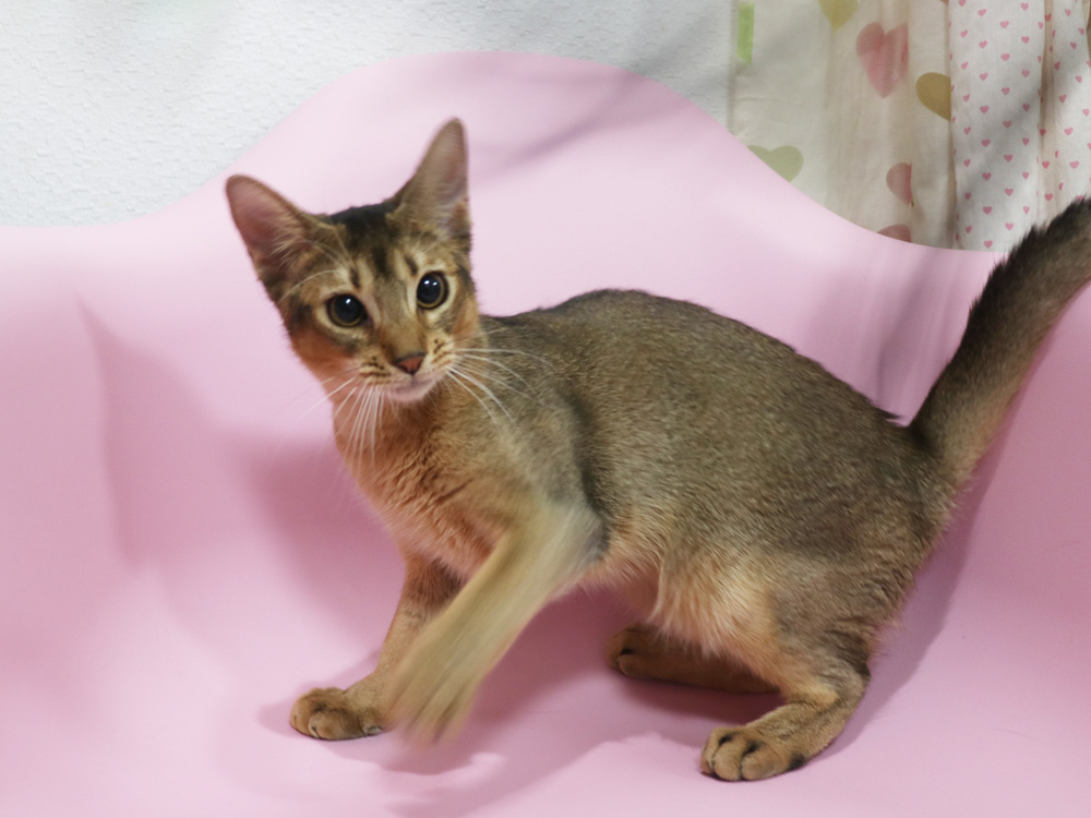 アビシニアンの子猫画像