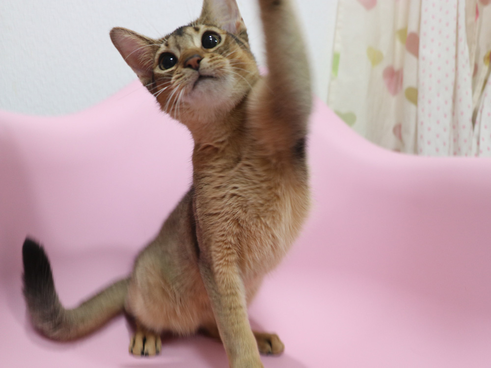 アビシニアンの子猫画像