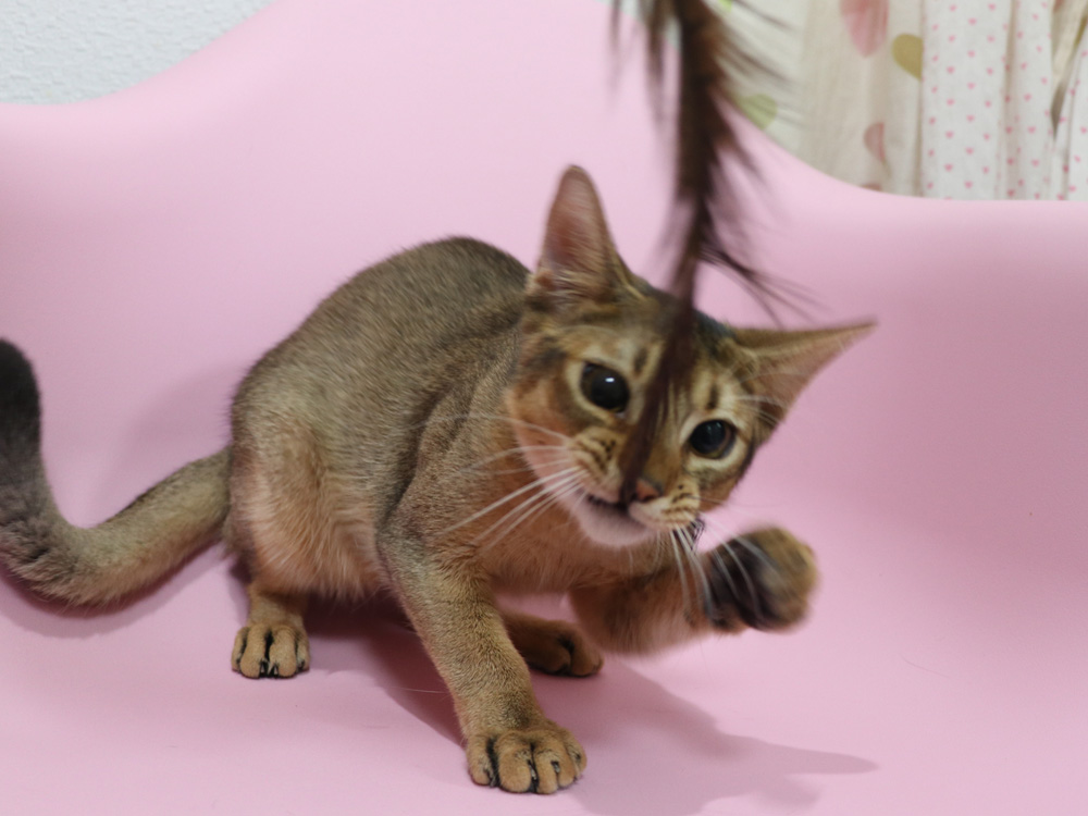アビシニアンの子猫画像
