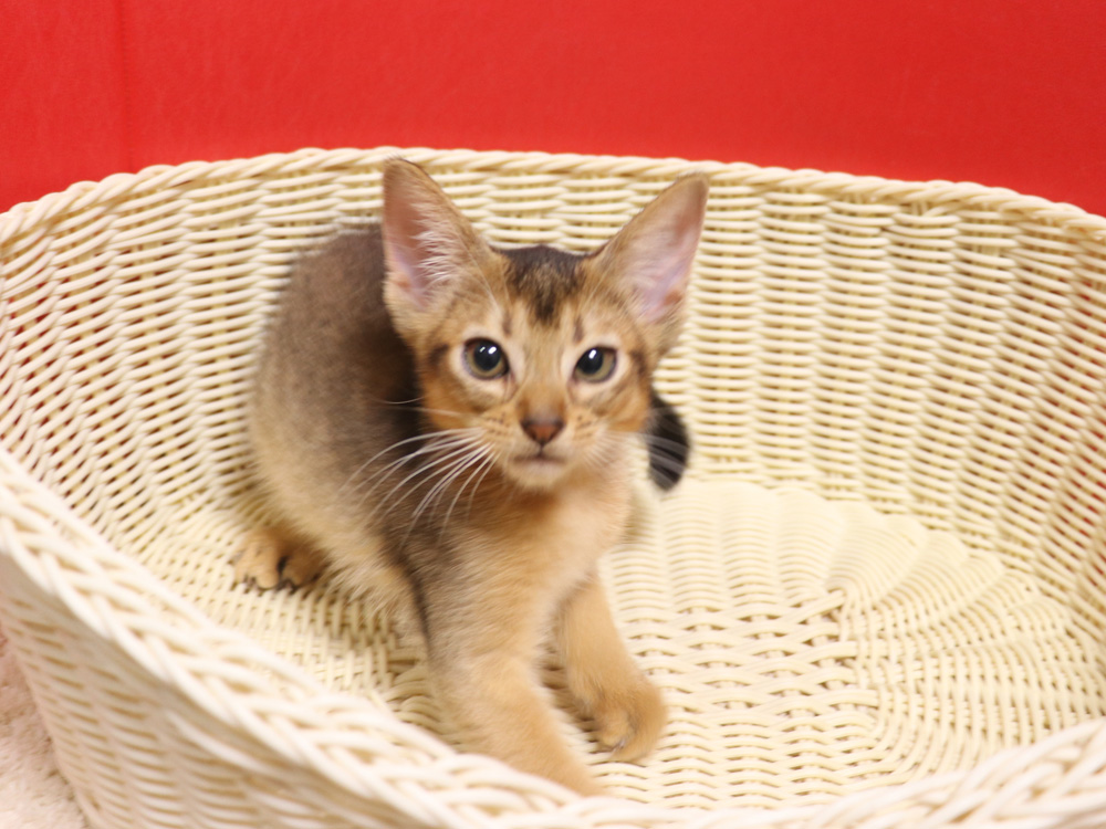 アビシニアンの子猫画像
