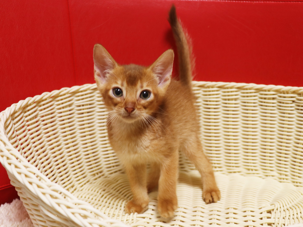 アビシニアンの子猫画像