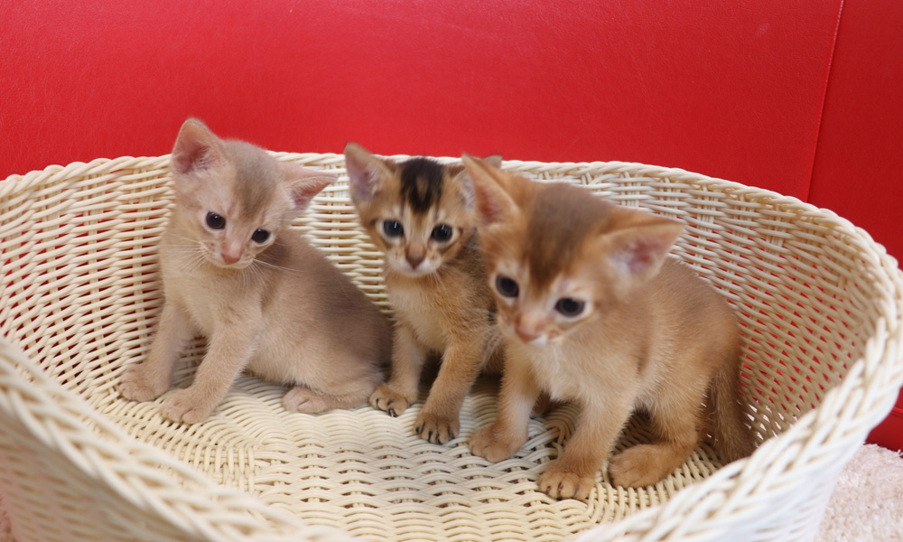 アビシニアンの子猫画像