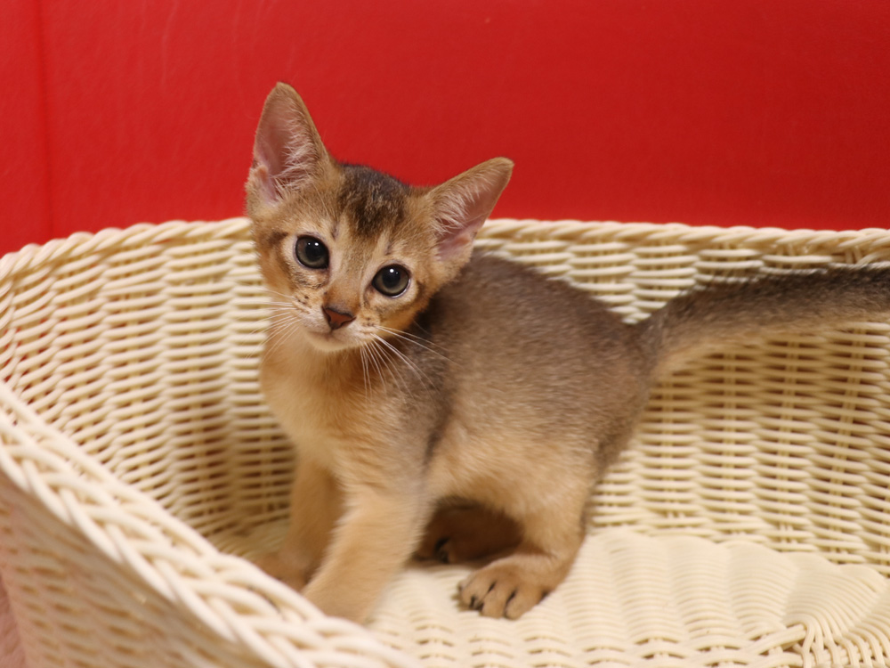 アビシニアンの子猫画像