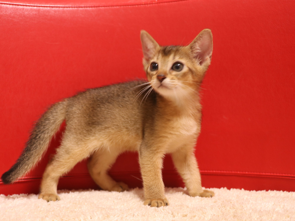 アビシニアンの子猫画像