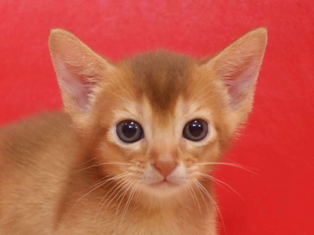アビシニアンの子猫画像