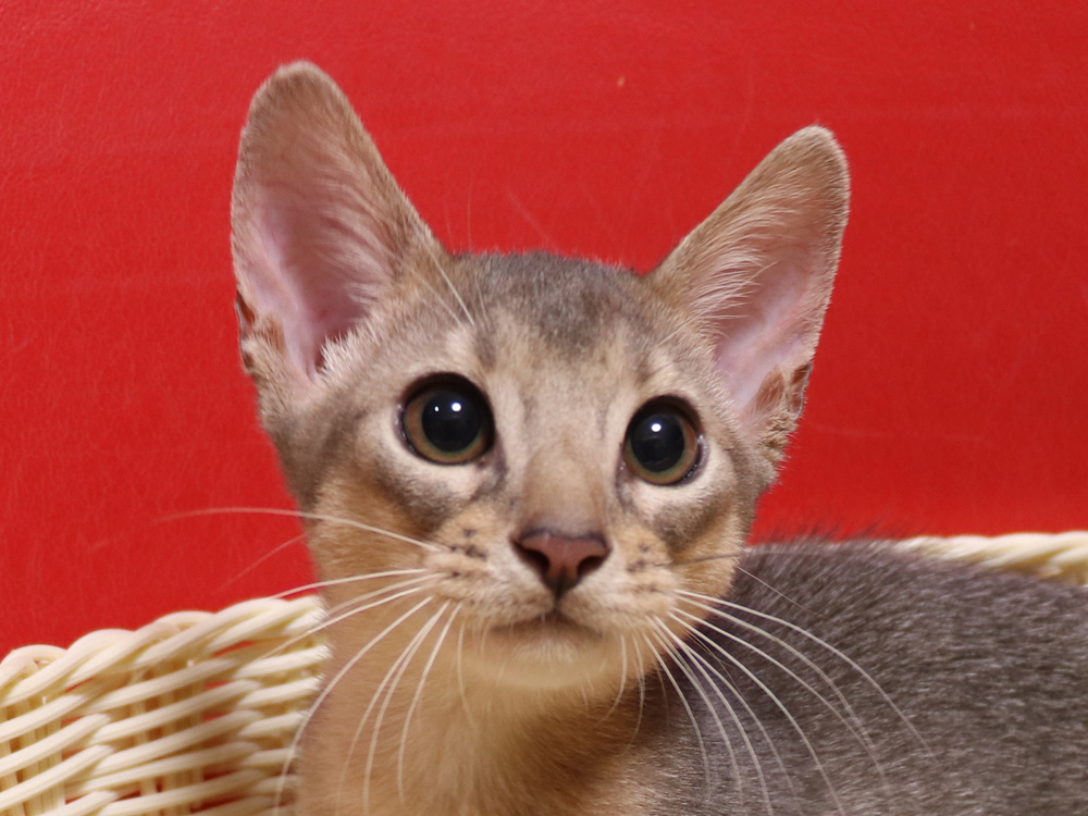 アビシニアンの子猫画像
