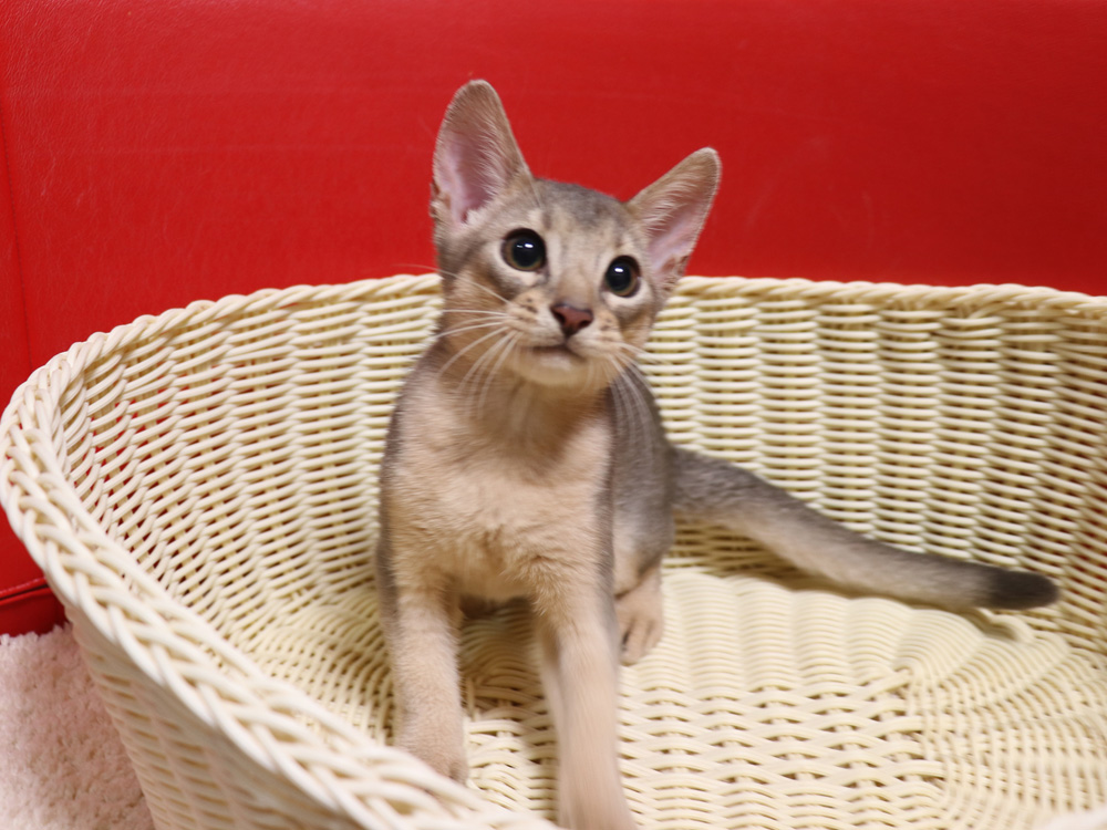 アビシニアンの子猫画像