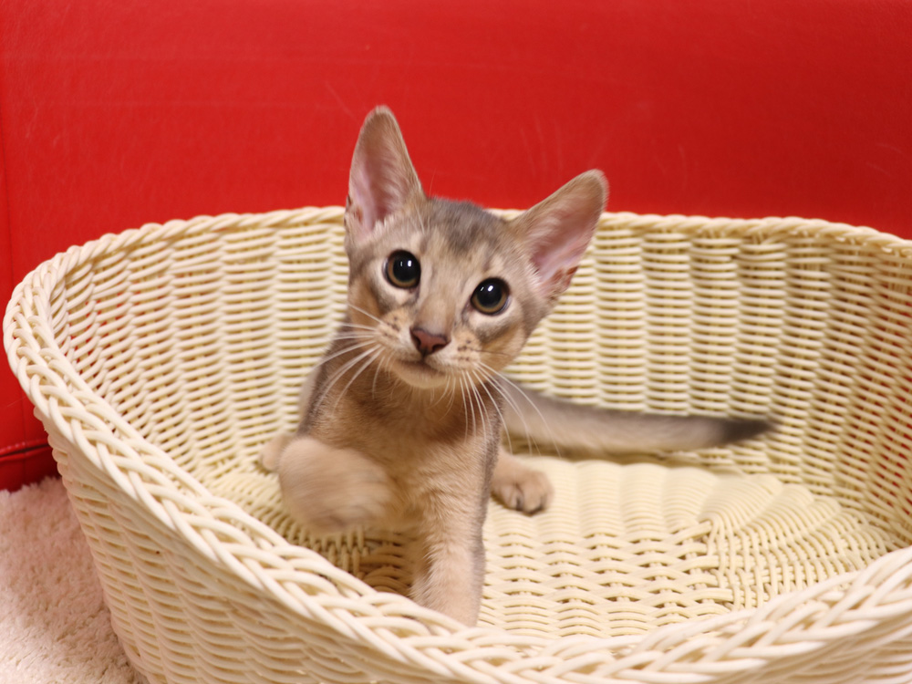 アビシニアンの子猫画像