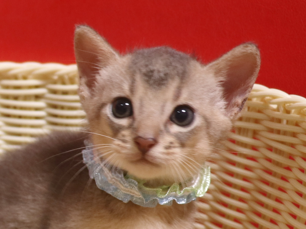 アビシニアンの子猫画像