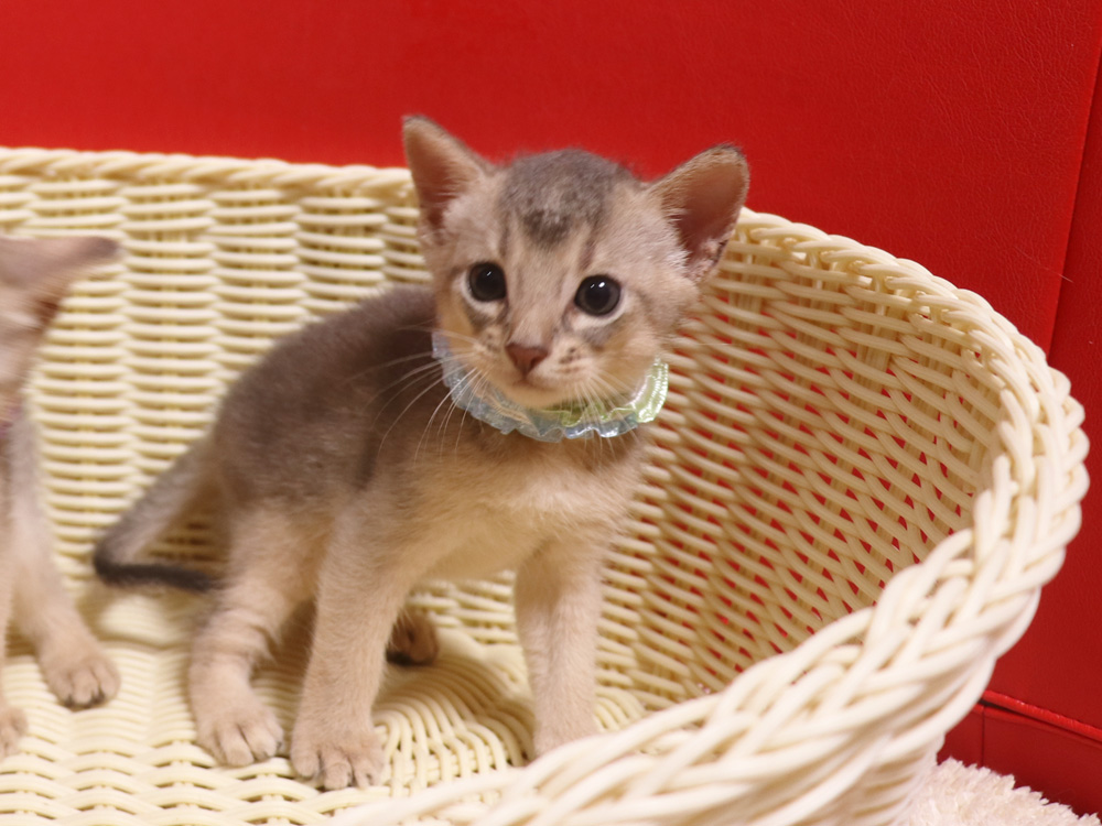 アビシニアンの子猫画像