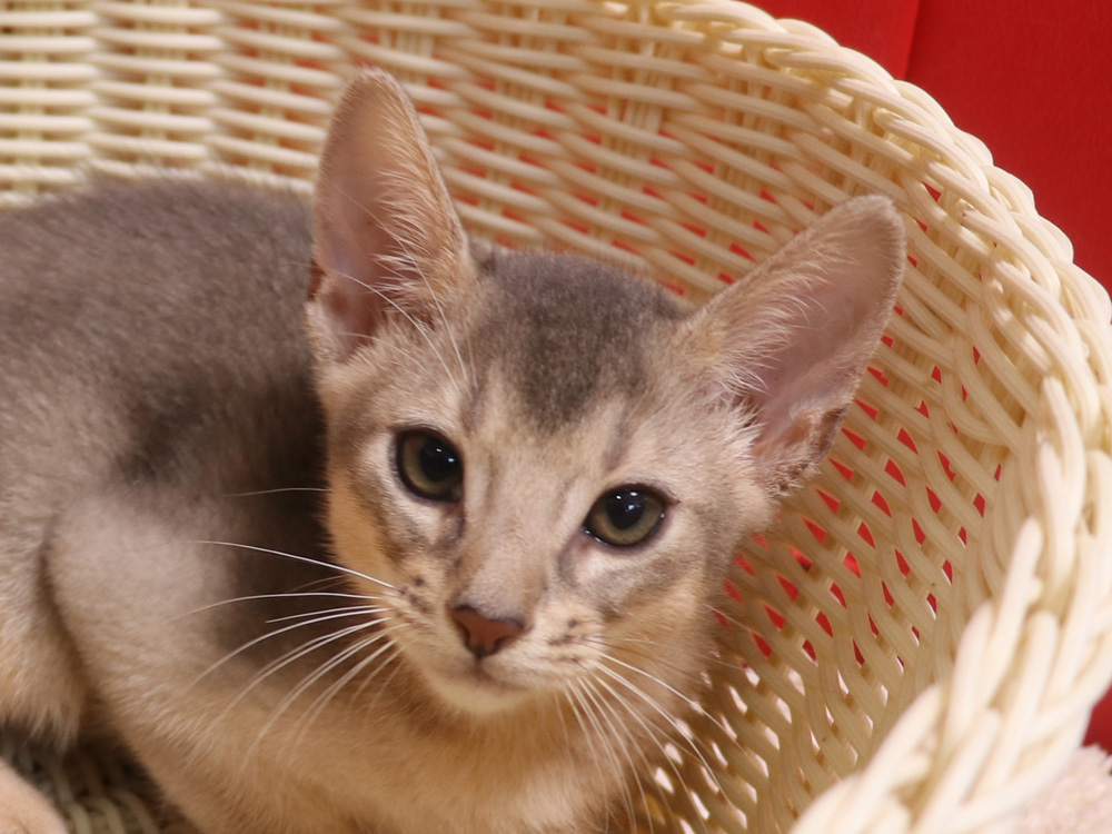 アビシニアンの子猫画像